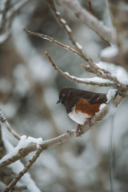 millivedder: Spotted Towhee