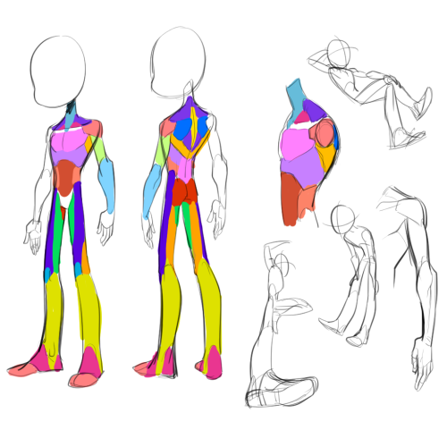 1. Drawing basic body shape2. Dividing muscles 3. And then, considering muscle and body shapes 