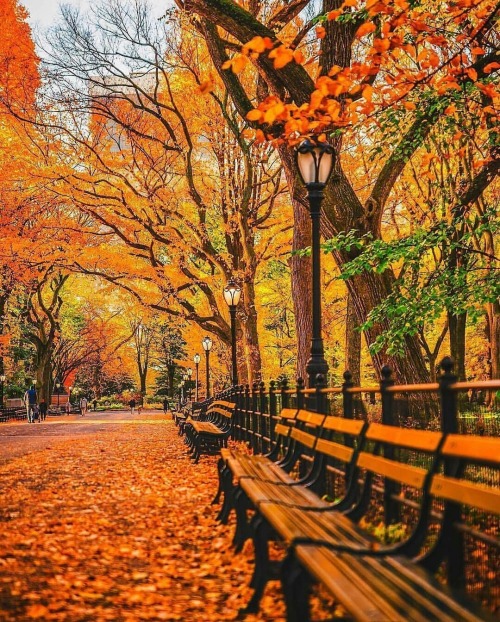 newyorkcityfeelings:Fall in Central Park @mc_gutty