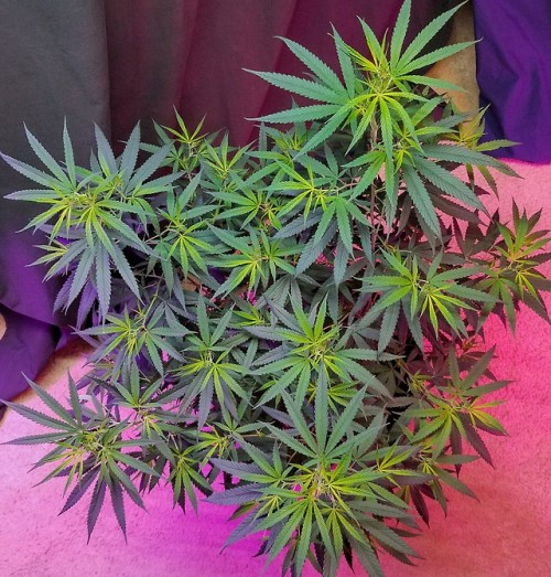 keefinupwiththejoneses - ACDC just starting to flower. Homegrown...