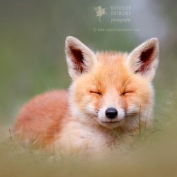 everythingfox: Zen fox 📷:   Roeselien