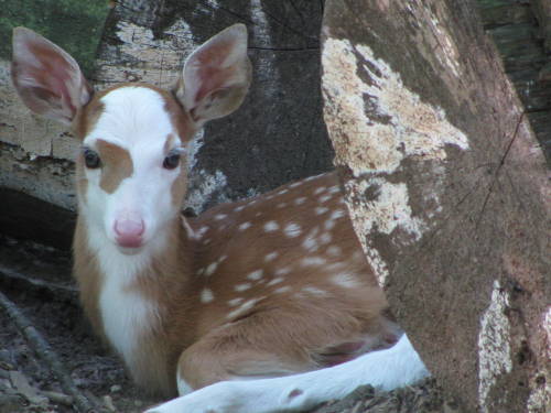 zay4ik: piebald fawn