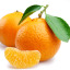 mandarina-de-mallarauco-chile