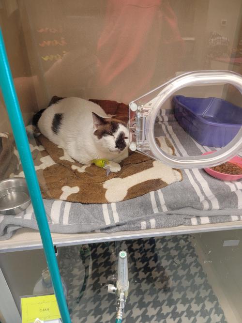Send Love, Baby Boy Reinhardt Is In ICU With Pneumonia And Asthma. #cats #cutecats #bestmeow