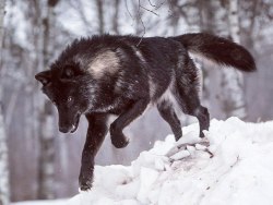 wolveswolves:  Eastern timber wolf (Canis