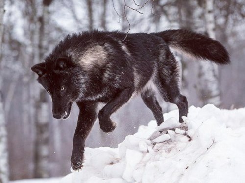 wolveswolves: Eastern timber wolf (Canis lupus lycaon) by Conrad Tan