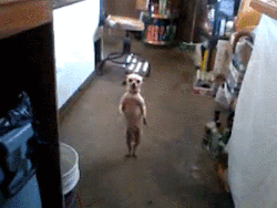 funny-gifs-videos:  Other FUNNY GIFS :)http://funny-gifs-videos.tumblr.com/