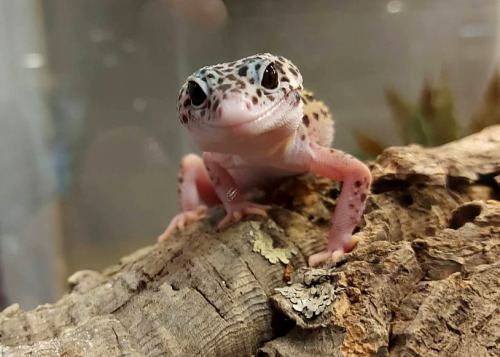 A Guide to Caring for Common House Geckos as Pets