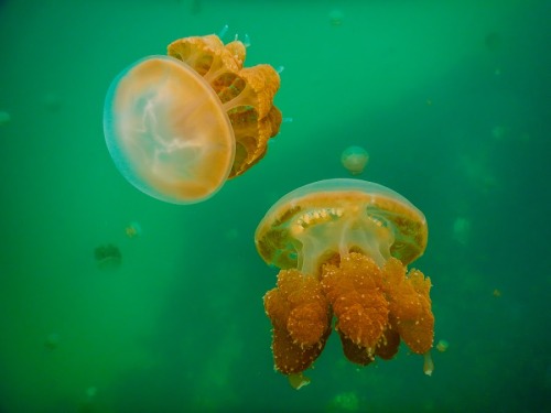 mooonjellies: Agustian Harun   
