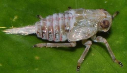 The first mechanical gears have been found in a living creature.This miniature marvel is an adolesce