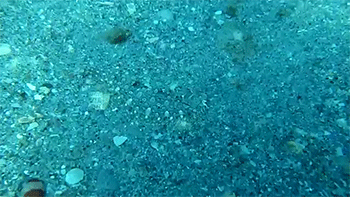 Porn photo sizvideos:  Flounder fish has super camouflageVideo