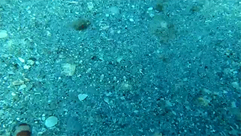 sizvideos:  Flounder fish has super camouflageVideo