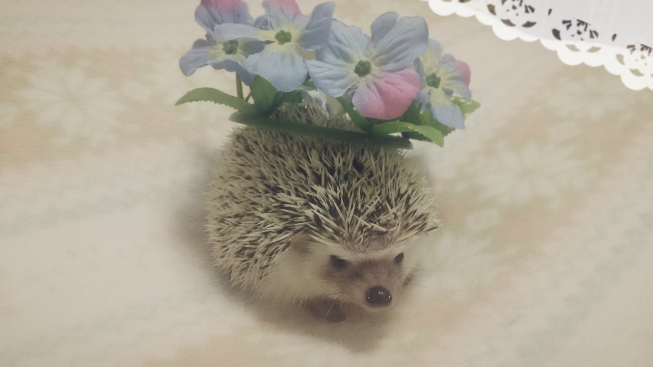 readinghedgehog:  私も、シェイミみたいように、可愛くなりたいよ！この花、似合ってるのかな？