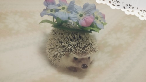 私も、シェイミみたいように、可愛くなりたいよ！この花、似合ってるのかな？ I want to become cute and stylish like Shaymin! Do these flower