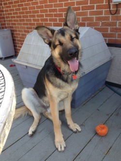 awwww-cute: Told my 10 month old German Shepherd