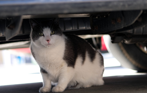 remi, the flower shop cat, gets loose!instagram