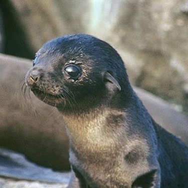 wildlifediary:  thebabyanimals  