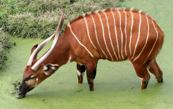 lemurphant:  Found in Kenya and Central and Eastern Africa, the bongo is the largest of the forest antelopes.  Bongos lack special scent glands and may rely on their distinctive coloring to help recognize one another.    Photo: Eastern Bongo by cotinis