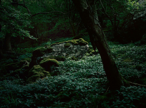 Oxenber Woods by Tim Parkin on Flickr.