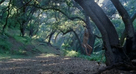kidetic:     Natalie Avital  from the (bad) movie  Shallow Ground   Part 2 