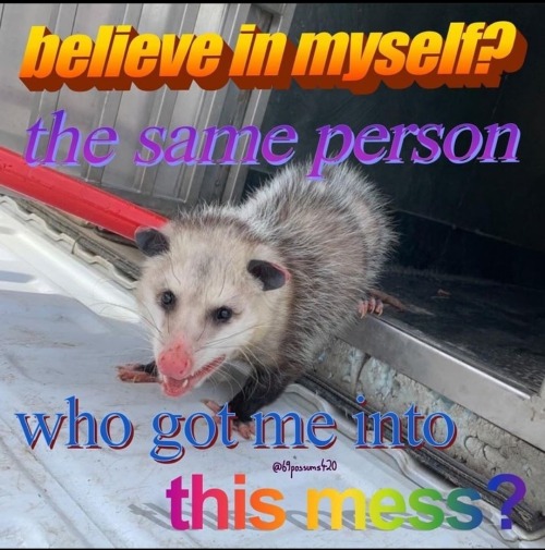 Ahem, The Aurinko Crime Family As Opossum Memes I Found
