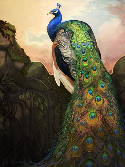 awesomedigitalart:  Pavo cristatus by CoyoteMange