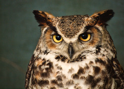 Owlsday:  Great Horned Owl      (Via Tumbleon)