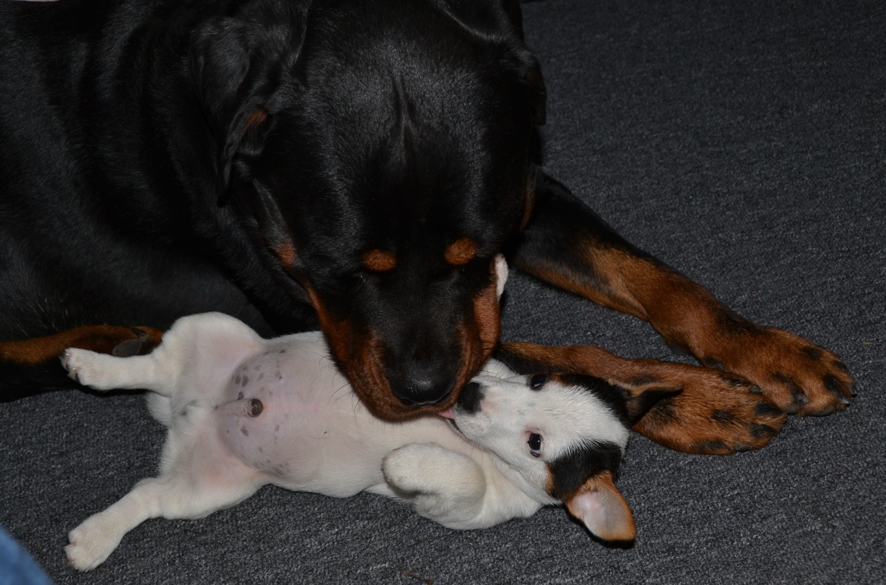 ollietherottweiler:  Odie just shoves himself in Ollie’s face, Ollie is so tolerant