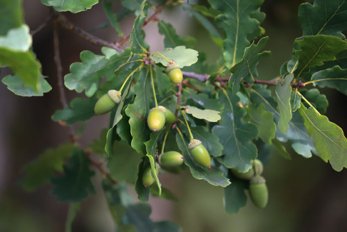 Acorn/ekollon.