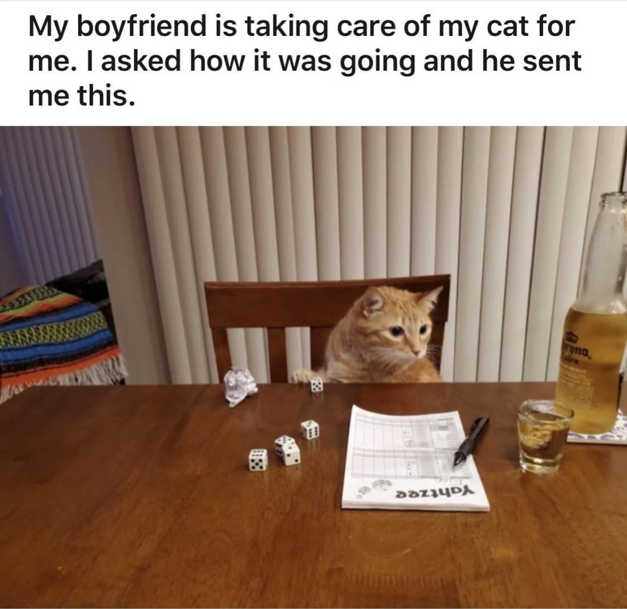 Your Cat's Meme Stash on Tumblr