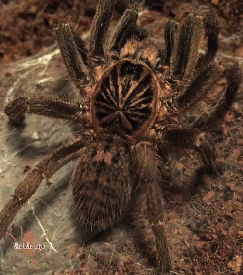 the8thpage:Idiothele mira | Blue Foot Baboon (mature male, 3.25″)Sadly, my bud here molted out