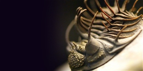 mrcaptaincook:  fossilized moroccan trilobites! :O 