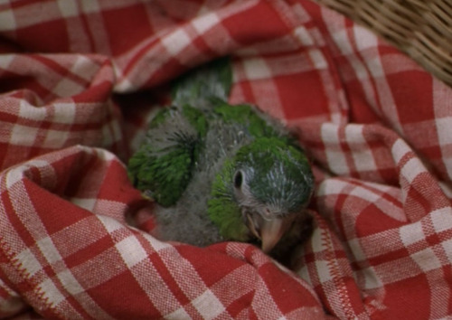 pepperandpals: Birds in Media Appreciation: Paulie from the film Paulie “There are things in l