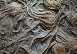 mirkokosmos:Crinoid Fossils