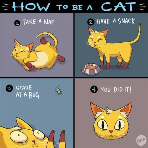 catsbeaversandducks:By ©Adam Ellis