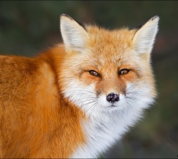 beautiful-wildlife:  Red Fox Portrait by Daniel