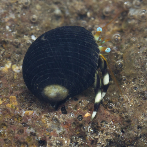 hermitcrabhelp:textless:More tiny hermit crabs, Kauai, March 2015.They’re precious!!