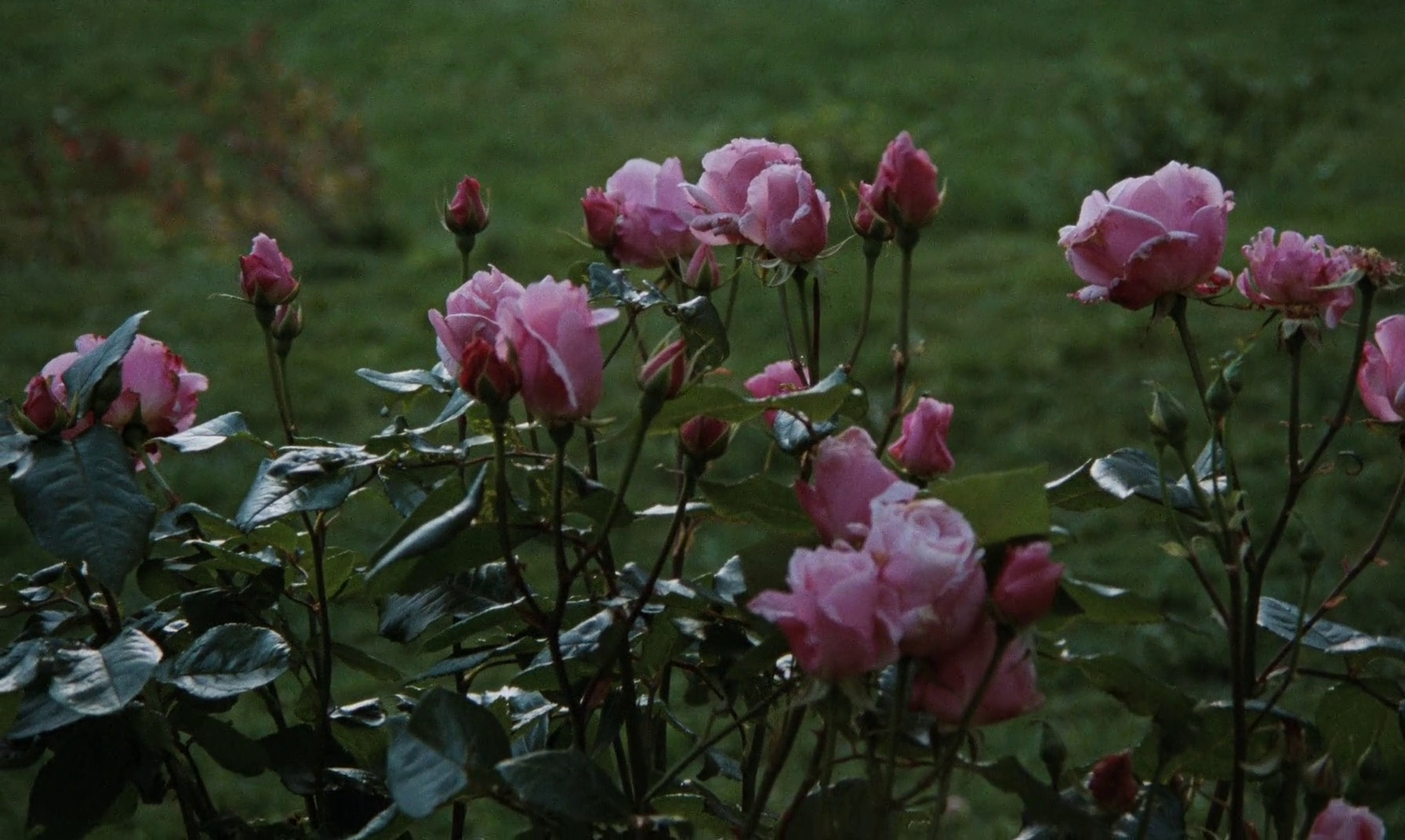 cinematicjourney:Autumn Sonata (1978) | dir. porn pictures