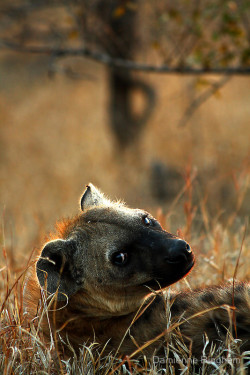 jaws-and-claws:  Kruger National Park, South Africa. 2009 V by Damienne Bingham   