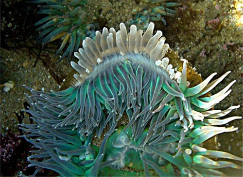 sea anemone #hyperbolic