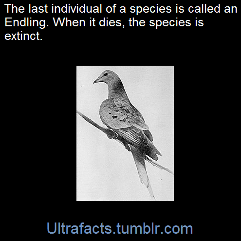 ultrafacts:    An endling is an individual that is the last of its species or subspecies.