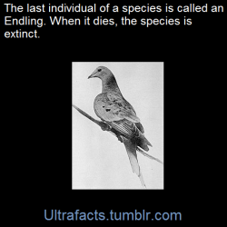 ultrafacts:    An endling is an individual