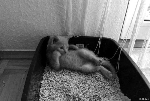 siberium:  DO YOU SEE THIS KITTY DOYOUSEEIT   The toilet is where I do all my pondering also…