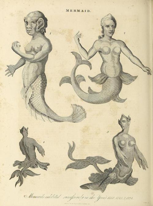 smithsonianlibraries: Some examples of mermaids from Encyclopaedia Londinensis v.15 (1817). Full tex