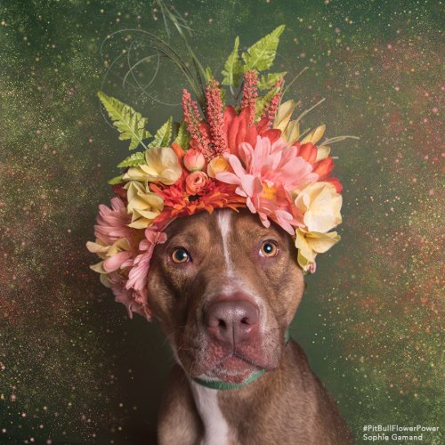 teasernpleaseher:  fightingforanimals:These beautiful pitties got a floral makeover to help boost their chances of being adopted. It worked for Aria (second photo), who finally found her forever home!Daisy (top), Aphrodite (third) and Casper (bottom)