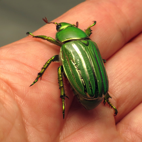 onenicebugperday: Glorious Scarab, Chrysina gloriosaFound in the southwestern United States from Tex