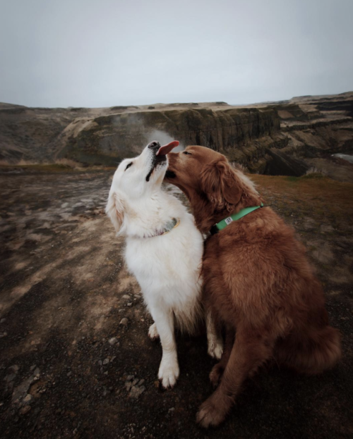 Porn Pics protect-and-love-animals:  Relationship goals