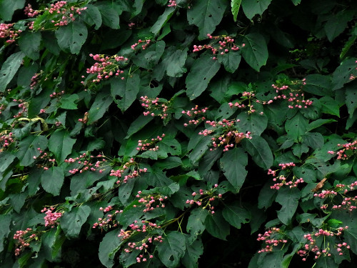 Immature fruits of Clerodendrum trichotomum.   落花直後 のクサギ