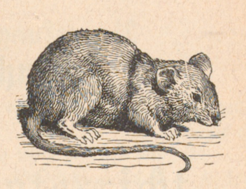 nemfrog: Mouse illustration in a Swiss primary school textbook. Erstes Schulbuch für schweizerische 