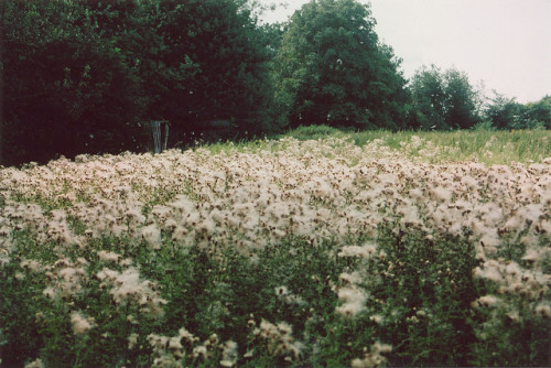 aphelia:* by Harry Bloom on Flickr.